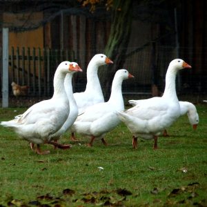 Datei:Geese(animal).jpg
